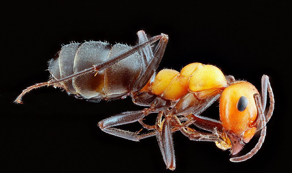 Ant Control service in Asheville, NC