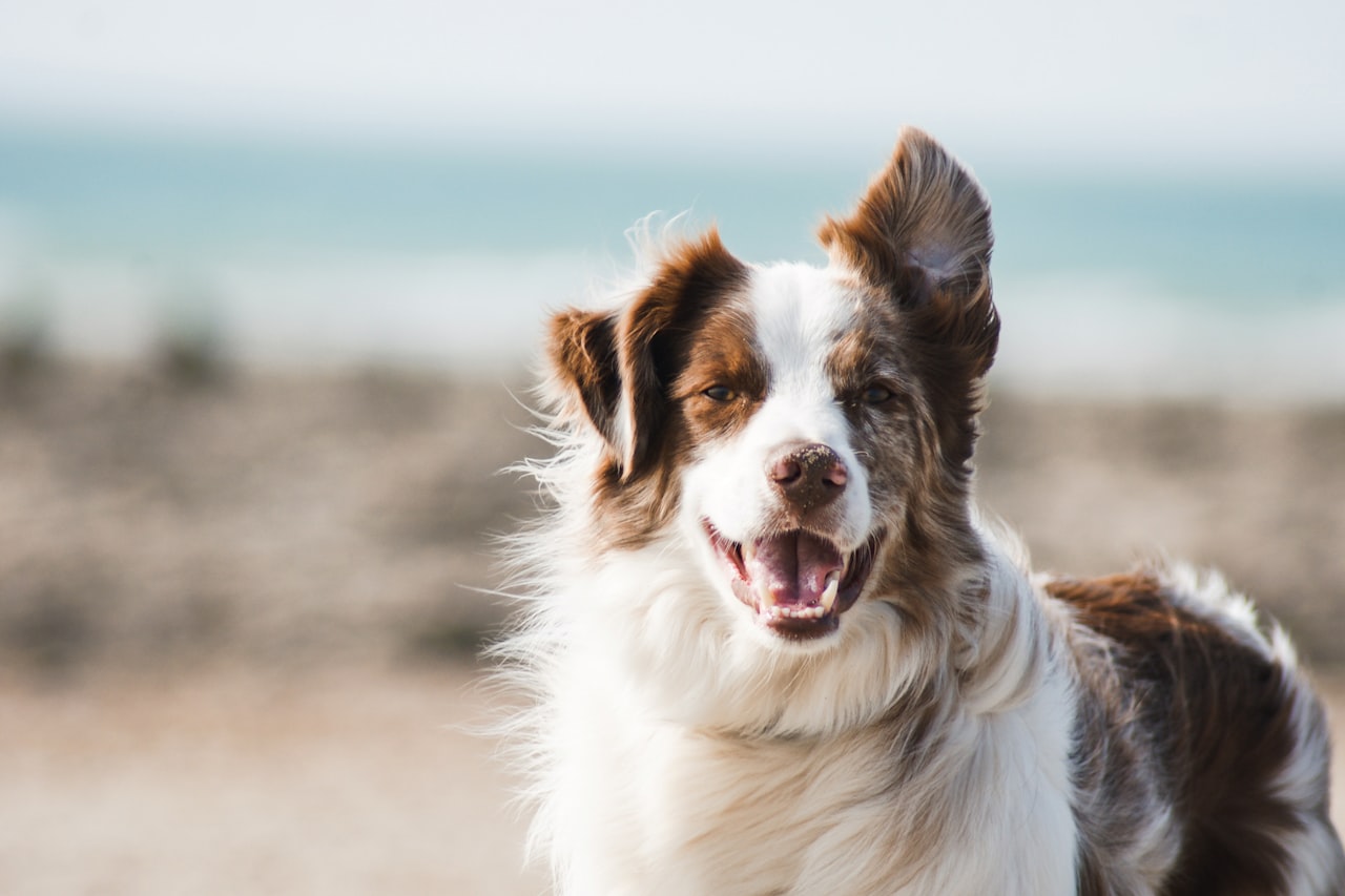 Flea & Tick Control service in Asheville, NC