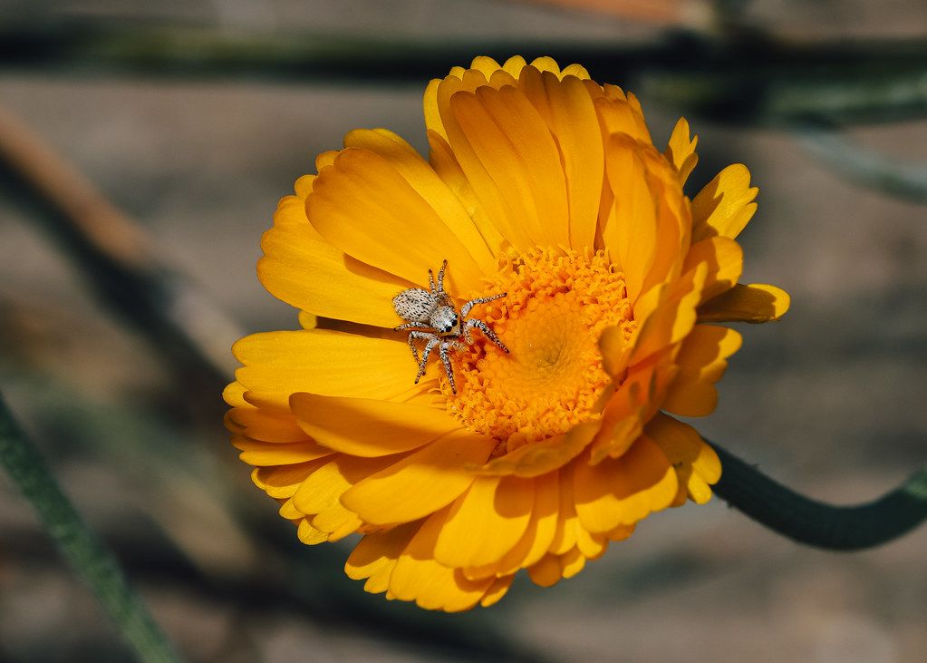 Spider Control service in Asheville, NC